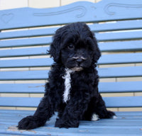 Shihpoo