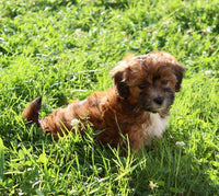 Shihpoo