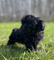 Shihpoo