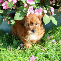 Shihpoo