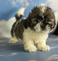 Shihtzu