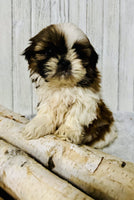  Shihtzu