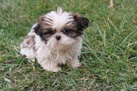 Shihtzu