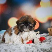 Shihtzu