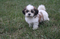 Shihtzu