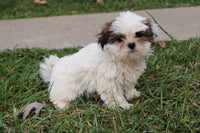 Shihtzu