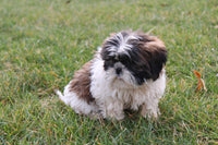 Shihtzu