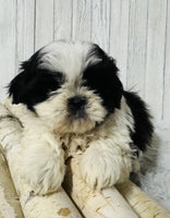  Shihtzu