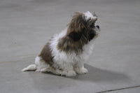 Shihtzu