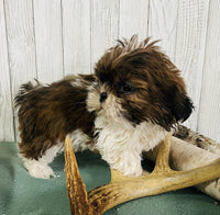 Shihtzu