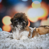 Shihtzu