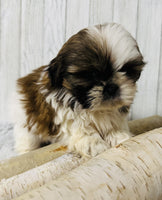  Shihtzu