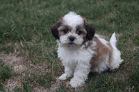 Shihtzu