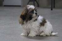 Shihtzu