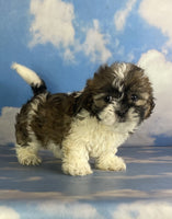 Shihtzu