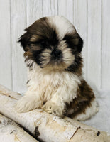  Shihtzu