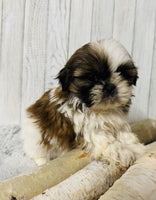  Shihtzu