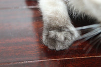 Siamese