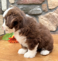  Toy Aussiepoo