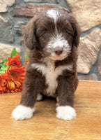 Toy Aussiepoo