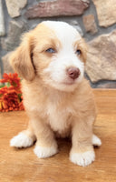 Toy Aussiepoo