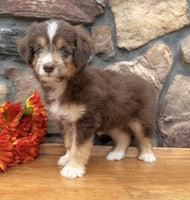 Toy Aussiepoo