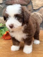  Toy Aussiepoo