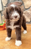 Toy Aussiepoo