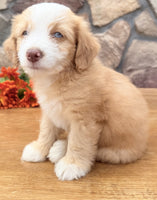 Toy Aussiepoo