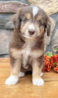 Toy Aussiepoo