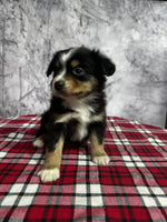 Australian Shepherd