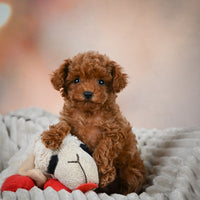 Toy Poodle