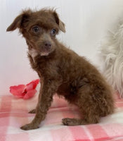 Toy Poodle