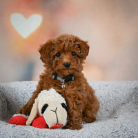 Toy Poodle