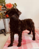 Toy Poodle