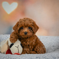 Toy Poodle