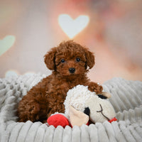 Toy Poodle