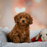 Toy Poodle