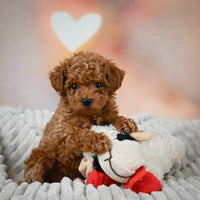 Toy Poodle