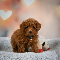 Toy Poodle