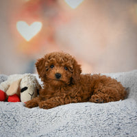 Toy Poodle