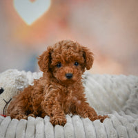 Toy Poodle