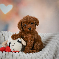 Toy Poodle