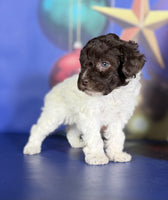 Toy Poodle