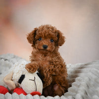 Toy Poodle