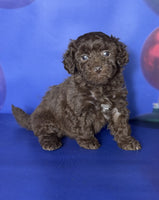 Toy Poodle