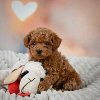 Toy Poodle