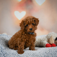 Toy Poodle