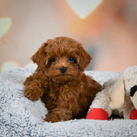 Toy Poodle