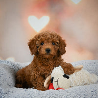 Toy Poodle